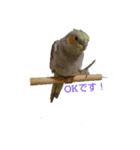 インコスタンプ！！！（個別スタンプ：2）
