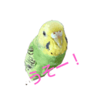 インコスタンプ！！！（個別スタンプ：3）