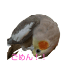 インコスタンプ！！！（個別スタンプ：4）