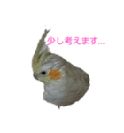 インコスタンプ！！！（個別スタンプ：5）