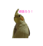 インコスタンプ！！！（個別スタンプ：6）