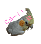 インコスタンプ！！！（個別スタンプ：8）