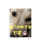 きなたんのスタンプ3（個別スタンプ：3）