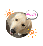 きなたんのスタンプ3（個別スタンプ：5）