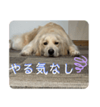 きなたんのスタンプ3（個別スタンプ：8）