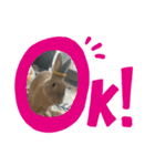 ウサギのモコと申します。（個別スタンプ：4）