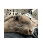 ウサギのモコと申します。（個別スタンプ：6）