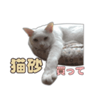 小野家のねこ3兄弟 パート1（個別スタンプ：1）