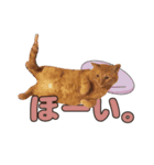 小野家のねこ3兄弟 パート1（個別スタンプ：2）