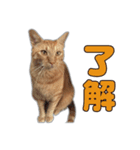 小野家のねこ3兄弟 パート1（個別スタンプ：3）
