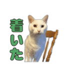 小野家のねこ3兄弟 パート1（個別スタンプ：5）
