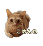 小野家のねこ3兄弟 パート1（個別スタンプ：6）