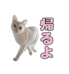 小野家のねこ3兄弟 パート1（個別スタンプ：7）