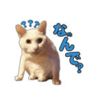 小野家のねこ3兄弟 パート1（個別スタンプ：8）