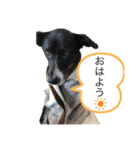 トムくんHappy Life（個別スタンプ：1）