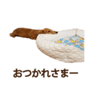 脱力系ワンコスタンプ（個別スタンプ：5）