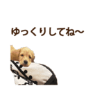 脱力系ワンコスタンプ（個別スタンプ：7）