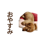 脱力系ワンコスタンプ（個別スタンプ：8）