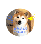 大福のごあいさつスタンプ（個別スタンプ：1）