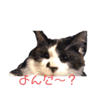 ルイくんとオセロくん（個別スタンプ：2）
