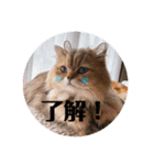 ルイくんとオセロくん（個別スタンプ：5）
