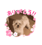 ざわお家きゃわ（個別スタンプ：8）