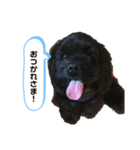 ビビのスタンプpartⅡ（個別スタンプ：8）