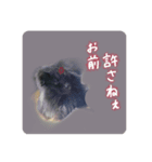 王子のわんこ（個別スタンプ：1）