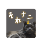 王子のわんこ（個別スタンプ：2）