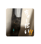 王子のわんこ（個別スタンプ：5）