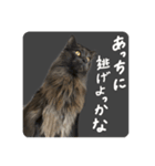 王子のわんこ（個別スタンプ：6）