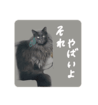王子のわんこ（個別スタンプ：7）
