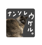 王子のわんこ（個別スタンプ：8）