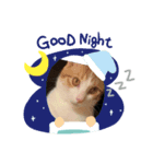 きなこ その①（個別スタンプ：1）