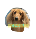 愛犬のんちゃんの幸せな時間（個別スタンプ：1）