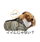 愛犬のんちゃんの幸せな時間（個別スタンプ：2）