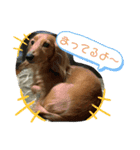 愛犬のんちゃんの幸せな時間（個別スタンプ：5）