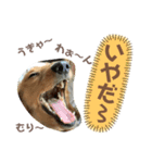 愛犬のんちゃんの幸せな時間（個別スタンプ：6）