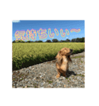 愛犬のんちゃんの幸せな時間（個別スタンプ：7）