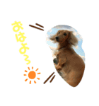 愛犬のんちゃんの幸せな時間（個別スタンプ：8）