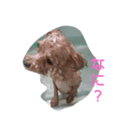 マルプーのマリーちゃん1（個別スタンプ：5）