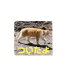 アーユルキャットの仲間（個別スタンプ：1）
