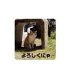 アーユルキャットの仲間（個別スタンプ：2）