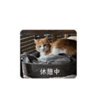 アーユルキャットの仲間（個別スタンプ：3）