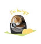 アーユルキャットの仲間（個別スタンプ：5）