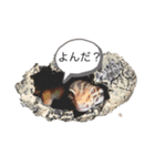 shino0829（個別スタンプ：1）