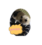 momo j o 2（個別スタンプ：4）