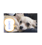 momo j o 2（個別スタンプ：6）