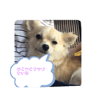 momo j o 2（個別スタンプ：8）
