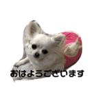 チワワのはんこ3（個別スタンプ：5）